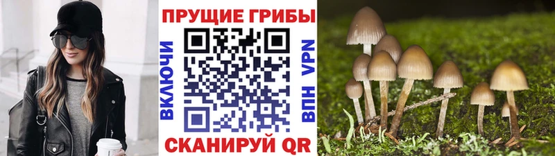 Псилоцибиновые грибы Psilocybe  закладка  Духовщина 